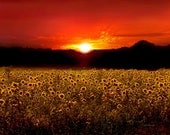 Golden Floral Sunset Sunflower Field Dusk Sundown 18x 24 Original Print, Free Shipping