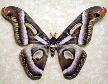 Epiphora Rectifascia Real Giant African Framed Silk Moth Crescent Moons Cameroon 8114