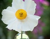 Matilija Poppy
