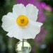 Matilija Poppy