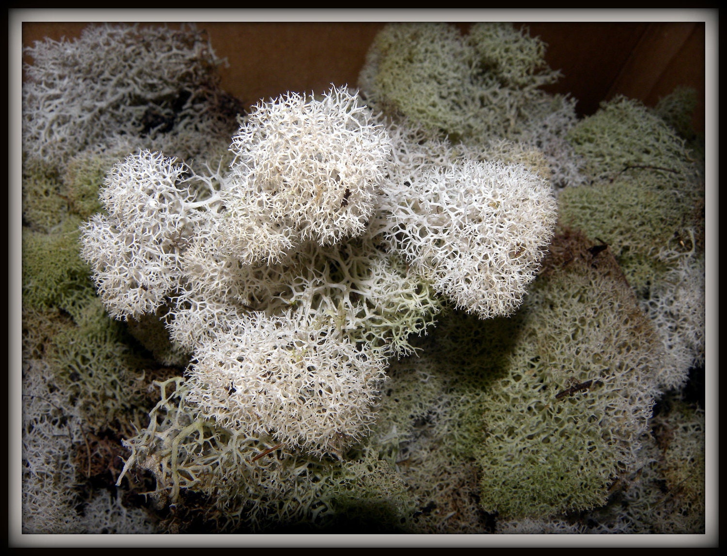 2 Oz bag Natural Reindeer moss-Deer foot moss-Fluffy Lichens-Preserved Lichens-Ivory assorted sized spongy soft balls