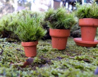 Miniature Terra Cotta Live Moss Pots Set of 3 assorted sizes one with attached saucer-Doll house flower pots-Fairy Garden moss