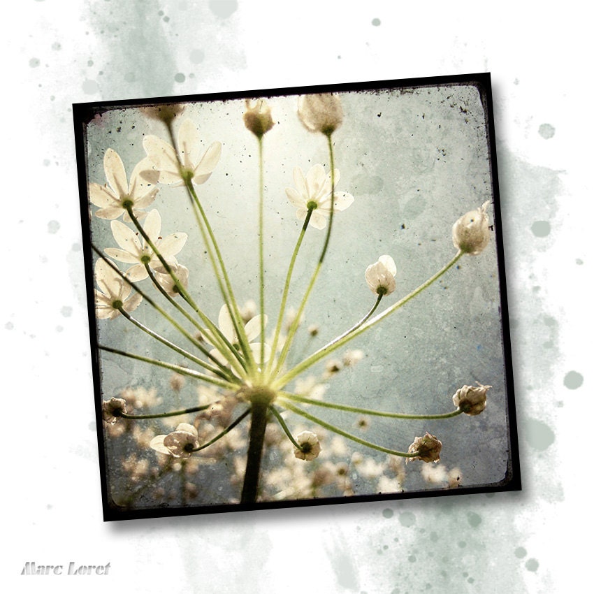 Botanical Explosion - 8x8 Fine Art Print - Nature Photography - TTV - Say It With Flowers - Etsy Wall Art - TFTeam - Flower Photograph