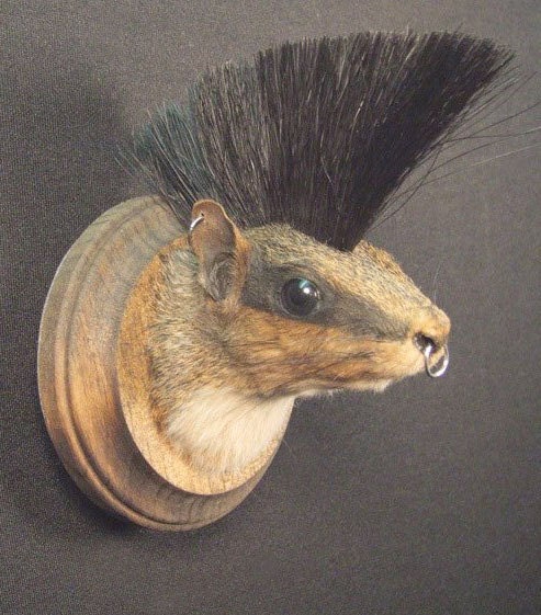 PUNK ROCK SQUIRREL real animal novelty mount rogue taxidermy sculpture