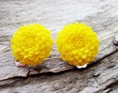 Lemon yellow flower clip on earrings for unpierced ears.  Medium chrysanthemum earrings.
