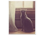 Cat Photography - Animal Photography - Sweet Portrait - Window - Vintage Style - Dreamy Whimsical - 8x10 fine art photography print