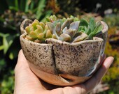 ceramic planter pot garden plant bowl window garden wavy planter