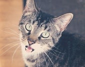 Animal Photography Cat Photograph cute humor funny talking cat children home decor kids grey gray black white whiskers - Fine Art Print