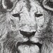 Ink Nature Illustration Lion with Mane Original Drawing Art by Laurie Rohner