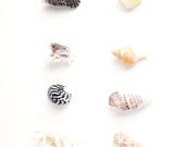 Seashells on white background, summer, pastel, seashell photo, beach, nature, still life, ocean  - Shell collection 8 x 10