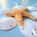 Beach Decor Shell Christmas Ornaments - Nautical Sand Dollar Holiday Ornaments, 1pc