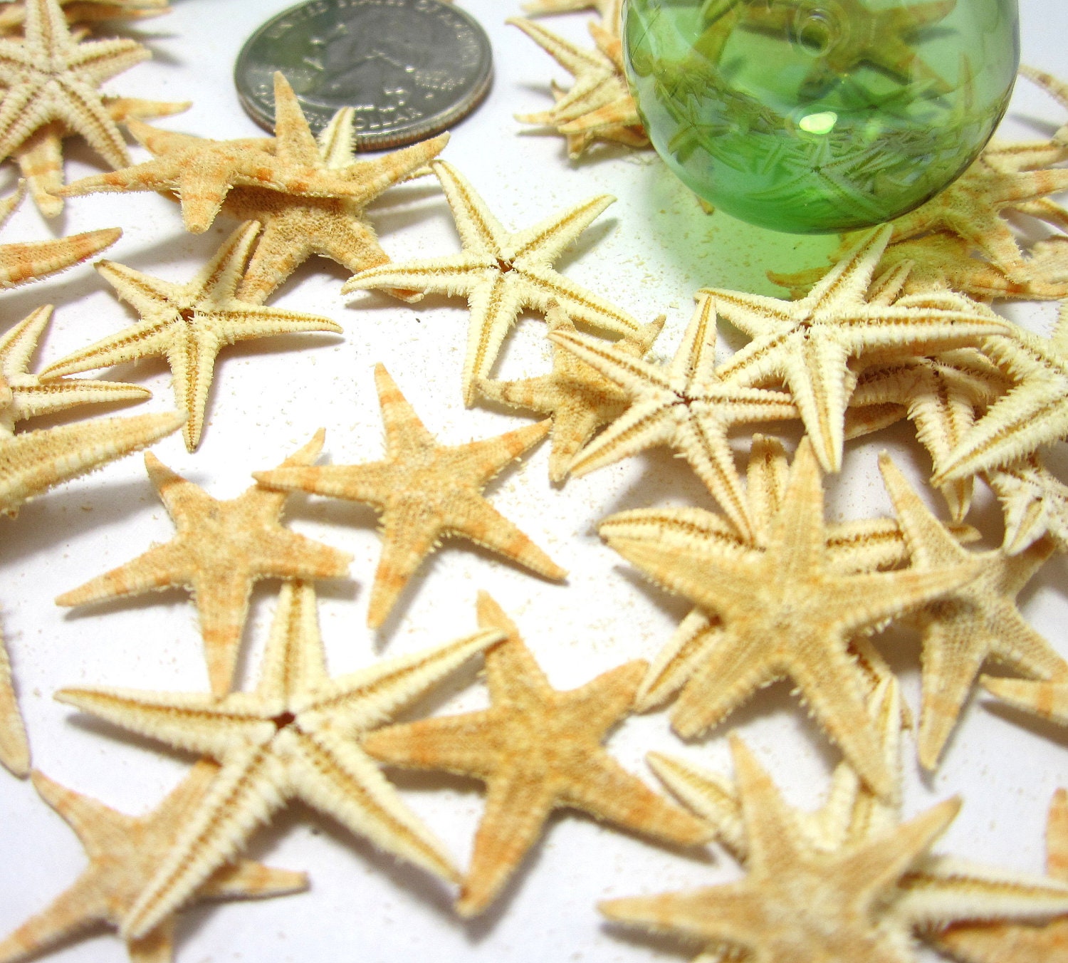 Beach Decor Small Starfish for Nautical Decor or Crafts - 24 pc Small Brown, Flat, 1 inch