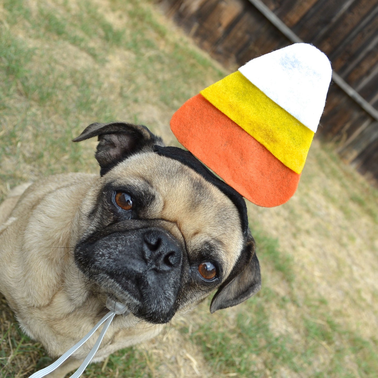 CANDY CORN pet hat Fall Decor - Fits ALL size pets dogs and cats