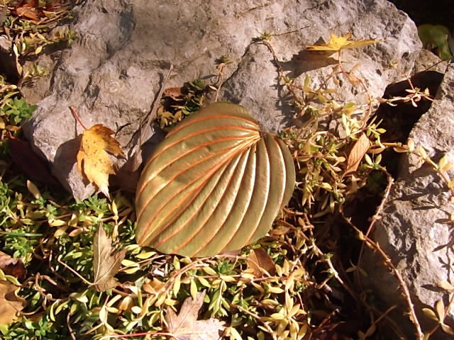 Copper Vein Little Hosta