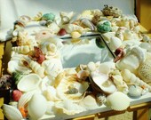 Shell Pearl Mirror  Handmade