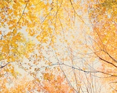 Autumn photography 11x14 fall wall art autumn photo fall colors retro home decor nature photography autumn leaves photo blue orange yellow