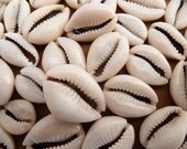 Cowrie Shells, Cut Cowries, Seashell Beads, 50 Pcs, Sliced  Cowry, Moneta Shells