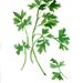 Parsley art Print of original watercolor painting, herb, botanical, kitchen decor, green, home decor, minimalist, kitchen art