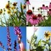 Perennial Seed Mix, Heirloom Seeds, Organic Seeds, Flower Seeds, gardener gift, one handmade seed packet from our farm