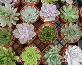 TOP QUALITY,10 Large Rosette Succulents, 4 Inch Pots, Perfect For Weddings, Centerpieces, Bouquets, Dish Gardens