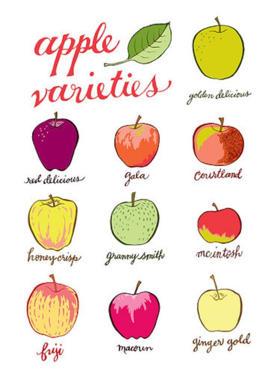 apple varieties - apple print - original illustration - giclee print