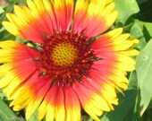 Fall Flower Note Card