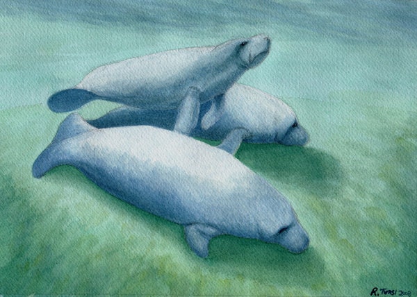 sea cows manatee