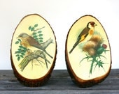 Vintage Bird Illustrations by Ph Gonner on Wood Slice Wall Plaques