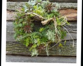 Succulent  Wreath, 12 inch,  Cold Hardy to minus 10