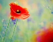 Poppy 8x8 (20x20cm) Fine Art Nature Photography - red poppy flowers shabby home decor red floral natural birthday gift for her