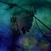Nature Print Moonlight Serenade 11x14 Fine Art photograph digitally painted