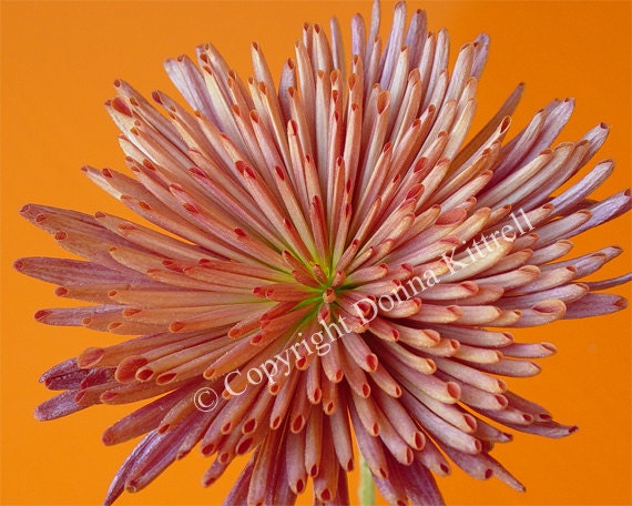 Orange Spider Mum