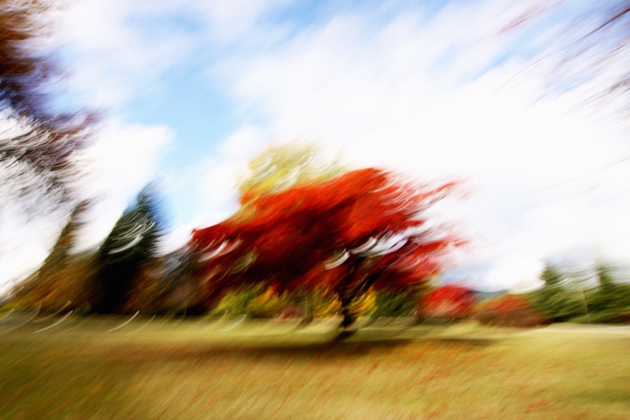 Limited edition 8 x 10 inch fine art Hahnemuhle photograph (Vancouver 001) red autumn leaves abstract home decor