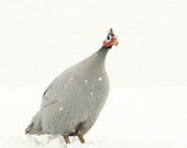 Animal Photography Portrait of a Guinea Hen in the Snow Feather Art Bird Art 10x10 or 11x14 Archival Photograph