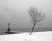 Snow Tree 3