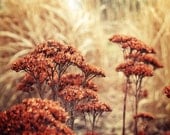 Autumn Landscape Photograph rust burnt umber sienna golden fall grasses home decor chestnut