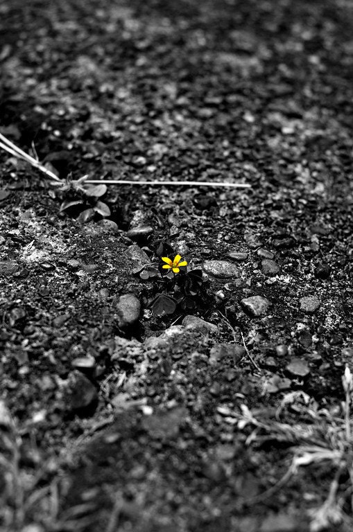 Teeny Tiny Lonely Yellow Flower in a Sidewalk, 12 x 18 glossy print - ImpressionistPhotog