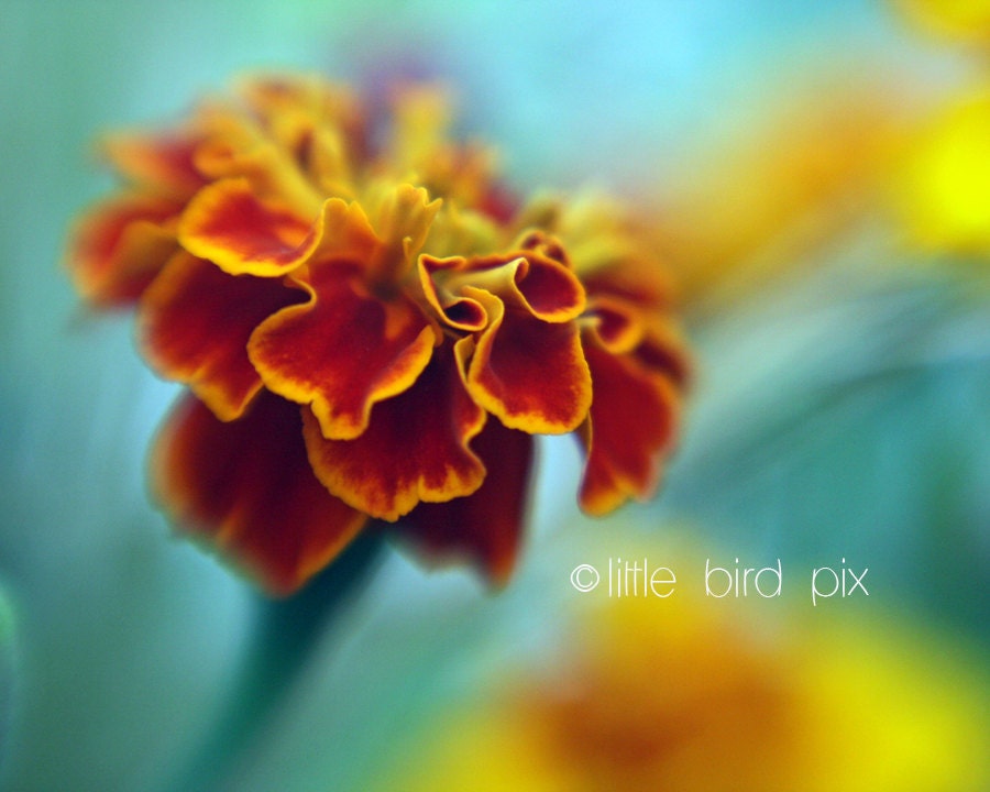 Ethereal Floral 8 x 10 Fine Art Photography - Orange and Gold Marigolds