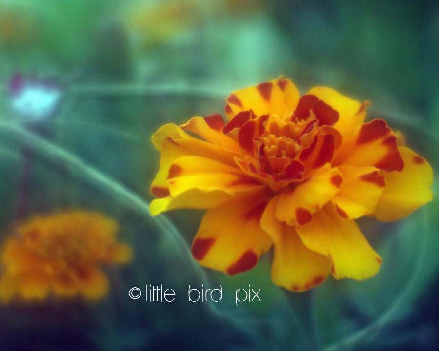 Ethereal Floral  8x10 Fine Art Photography - Orange and Gold Marigolds