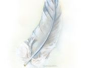 Gray Feather Watercolor Painting Fine Art Print 8 x 10 - SusanWindsor