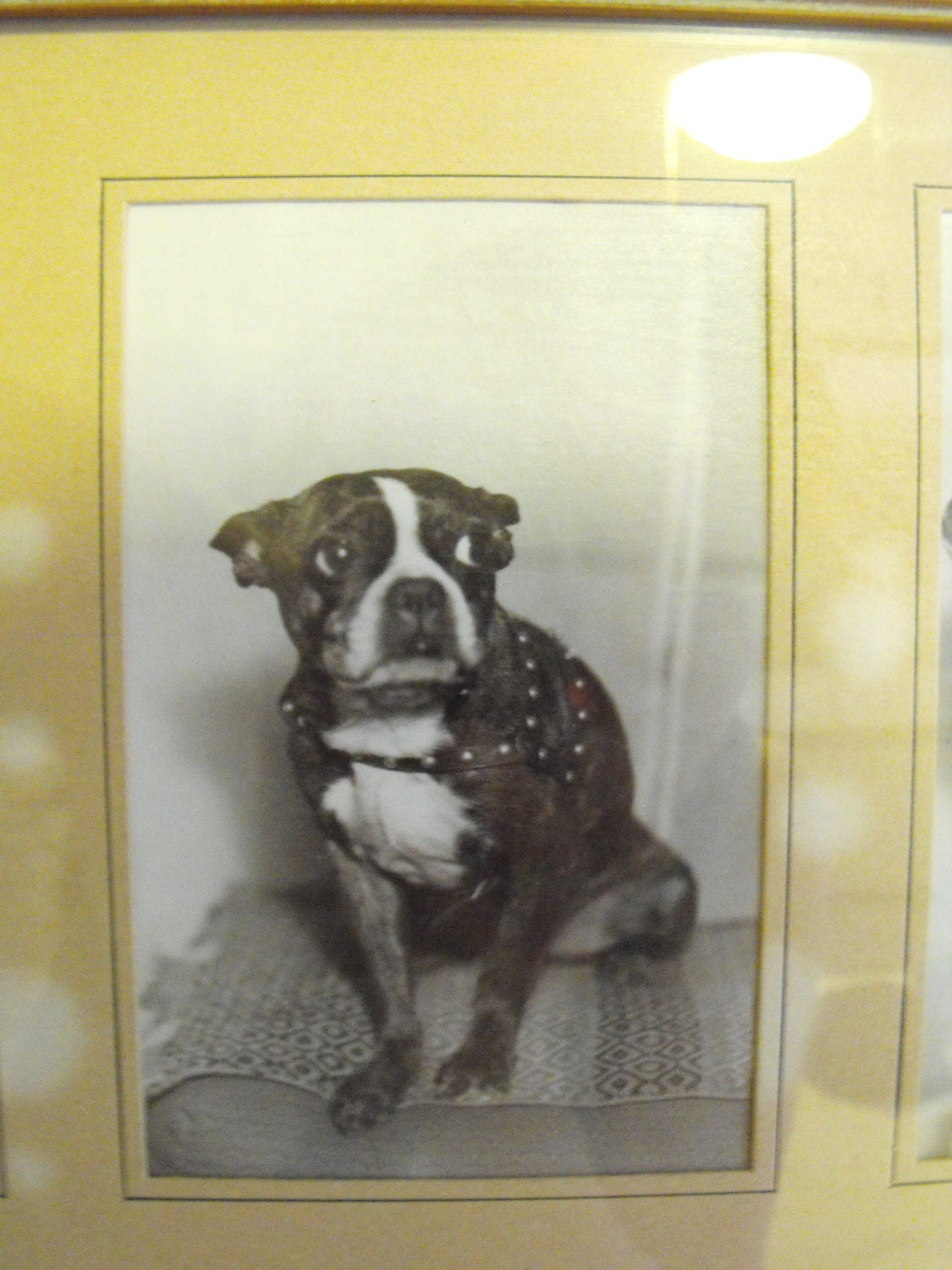 Vintage framed Boston Terrier photographs