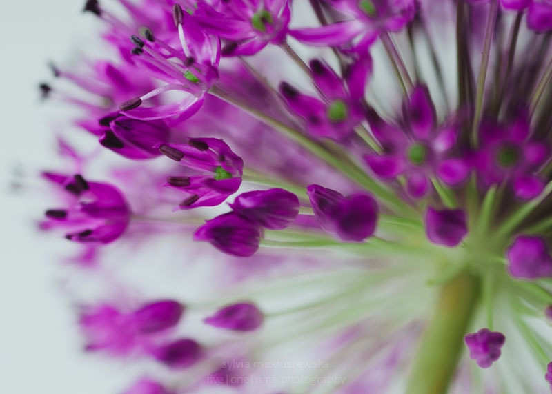 Allium - 5x7 fine art print