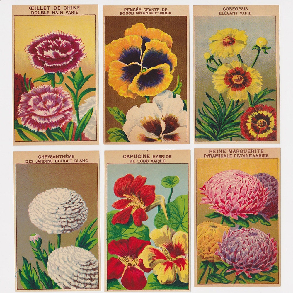 Vintage French Flower Seed Packet Labels (Set 1) BOTANICAL ILLUSTRATIONS