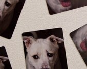Goofy Dog Magnet for your fridge or any magnetic surface
