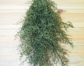 Preserved SWEET ANNIE Swag - Primitive Farmhouse Style