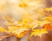 Autumn photography - yellow golden orange brown tree photography - fine art photography print - maple leaves nature photograph