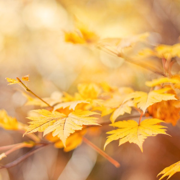 Autumn photography - yellow golden orange brown tree photography - fine art photography print - maple leaves nature photograph