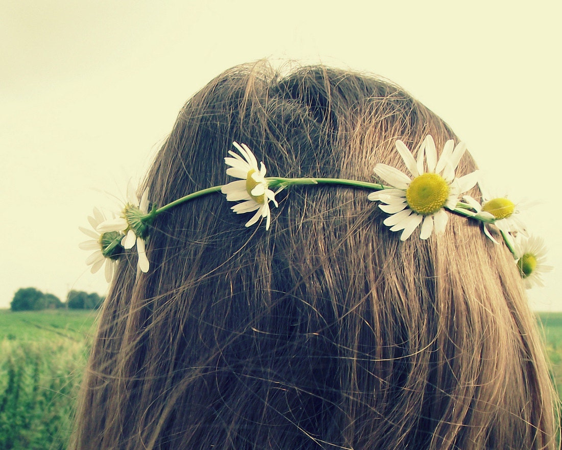 Summer Daisy Photograph Modern Home Decor 10x8 Print Daisy Crown..