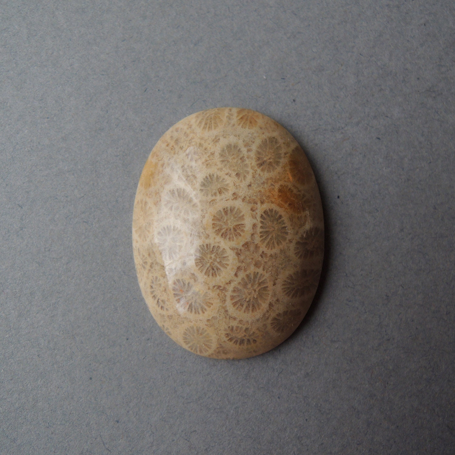 Cabochon - Agatized coral fossil - 33 by 25 by 7 mm