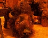 Miniature Buffalo Head- MADETO ORDER- Dollhouse Fireplace Decor  with Horns and Fur OOAK 2.5 inches
